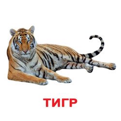 Картки Домана "Дикі тварини" великі з фактами (рос.мов.), Вундеркінд з пелюшок Картки Домана "Дикі тварини" великі з фактами (рос.мов.), Вундеркінд з пелюшок