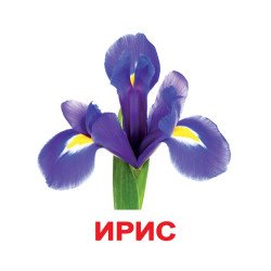Картки Домана "Квіти" великі з фактами (рос.мов.), Вундеркінд з пелюшок Картки Домана "Квіти" великі з фактами (рос.мов.), Вундеркінд з пелюшок