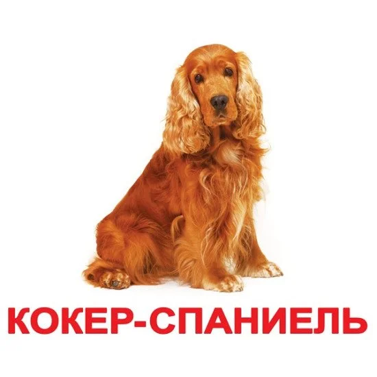 Картки Домана "Породи собак" великі з фактами (рос.мов.), Вундеркінд з ...