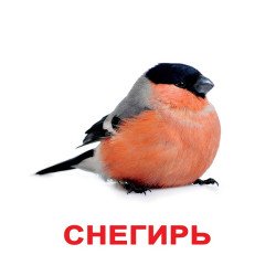 Картки Домана "Птахи" великі з фактами (рос.мов.), Вундеркінд з пелюшок Картки Домана "Птахи" великі з фактами (рос.мов.), Вундеркінд з пелюшок