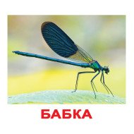 Картки Домана "Комахи" великі з фактами (укр.мов.), Вундеркінд з пелюшок Картки Домана "Комахи" великі з фактами (укр.мов.), Вундеркінд з пелюшок