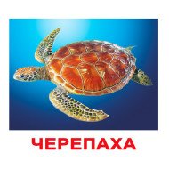 Картки Домана "Мешканці води" великі з фактами (укр.мов.), Вундеркінд з пелюшок Картки Домана "Мешканці води" великі з фактами (укр.мов.), Вундеркінд з пелюшок