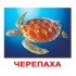 Картки Домана "Мешканці води" великі з фактами (укр.мов.), Вундеркінд з пелюшок
