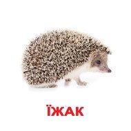 Карточки Домана “Дикі тварини” великі з фактами (укр.мов.), Вундеркінд з пелюшок Карточки Домана “Дикі тварини” великі з фактами (укр.мов.), Вундеркінд з пелюшок