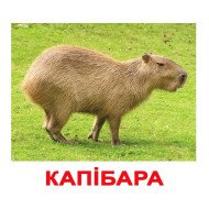 Карточки Домана “Екзотичні тварини” великі з фактами (укр.мов.), Вундеркінд з пелюшок Карточки Домана “Екзотичні тварини” великі з фактами (укр.мов.), Вундеркінд з пелюшок