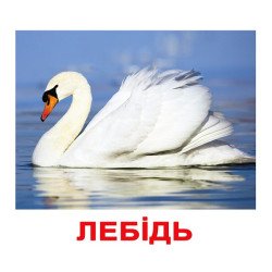 Картки Домана "Птахи" великі з фактами (укр. мов.), Вундеркінд з пелюшок Картки Домана "Птахи" великі з фактами (укр. мов.), Вундеркінд з пелюшок