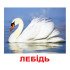 Картки Домана "Птахи" великі з фактами (укр. мов.), Вундеркінд з пелюшок
