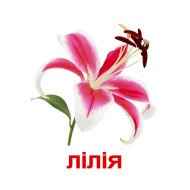 Картки Домана "Квіти" великі з фактами (укр.мов.), Вундеркінд з пелюшок	 Картки Домана "Квіти" великі з фактами (укр.мов.), Вундеркінд з пелюшок