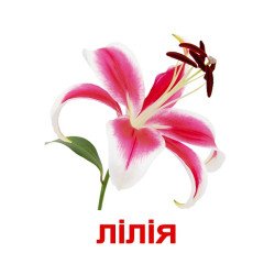 Картки Домана "Квіти" великі з фактами (укр.мов.), Вундеркінд з пелюшок	 Картки Домана "Квіти" великі з фактами (укр.мов.), Вундеркінд з пелюшок
