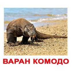 Картки Домана "Екзотичні тварини" великі з фактами (рос. мов.), Вундеркінд з пелюшок Картки Домана "Екзотичні тварини" великі з фактами (рос. мов.), Вундеркінд з пелюшок