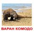 Картки Домана "Екзотичні тварини" великі з фактами (рос. мов.), Вундеркінд з пелюшок