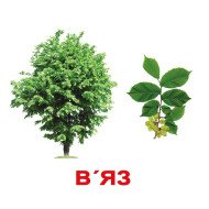 Картки Домана "Дерева" великі з фактами (укр.мов.), Вундеркінд з пелюшок Картки Домана "Дерева" великі з фактами (укр.мов.), Вундеркінд з пелюшок