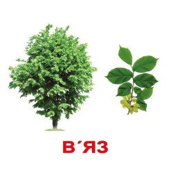 Картки Домана "Дерева" великі з фактами (укр.мов.), Вундеркінд з пелюшок Картки Домана "Дерева" великі з фактами (укр.мов.), Вундеркінд з пелюшок