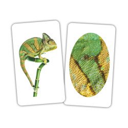 Ігри-парочки "Тварина та фрагмент" (укр/рос), Вундеркінд з пелюшок